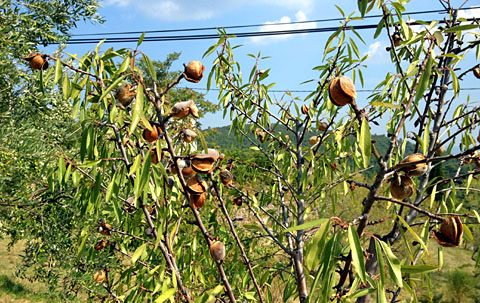 Mandeln am Baum, Sommer 2012
