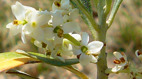 Oliven im frühesten Stadium - fast noch Blüten... (Seillans, Anfang Juli 2010)