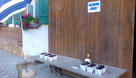 So muss das sein: Kirschen vom Bauern in Sutz, Juli 2010