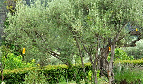 Mit Ammoniak-Wassergemisch in gelben Flaschen gegen die Olivenfliege (Seillans, August 2010)