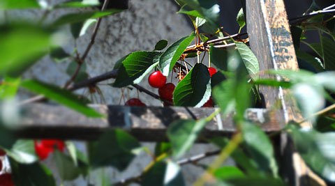 Sonntag im Garten, 19. Juni 2011