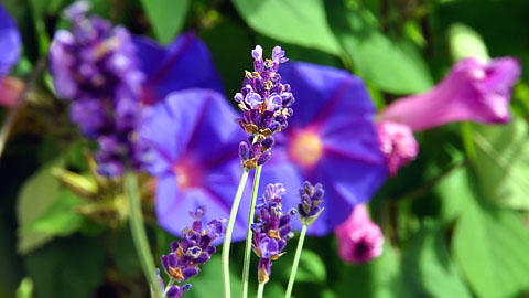 Sonntag im Garten, 19. Juni 2011