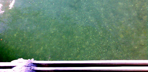 Doch noch vier Tage am Stück täglich in der Aare: Nach einem verregnet-kühlen Juli und Anfang August setzt der Sommer 2011 zum Endspurt an