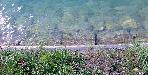 Doch noch vier Tage am Stück täglich in der Aare: Nach einem verregnet-kühlen Juli und Anfang August setzt der Sommer 2011 zum Endspurt an