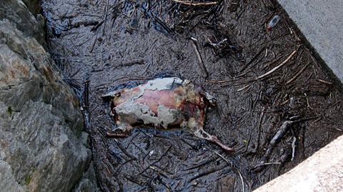 Blöker, dead: Totes Schaf im Curnerasee, netten Geruch ausstrahlend (23. August 2011)