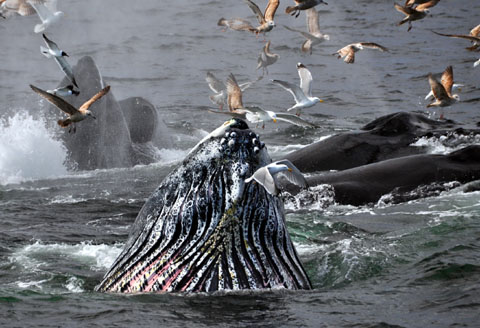 Whale Watching, Cape Cod, 18.4.2105